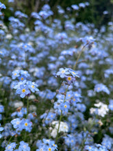 Load image into Gallery viewer, forget me not seeds growing in loving memory