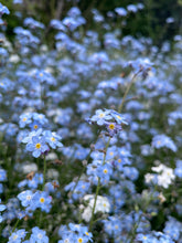 Load image into Gallery viewer, forget me not seed favours