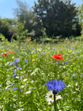 Load image into Gallery viewer, wildflower meadow with colour flowers grown from seed
