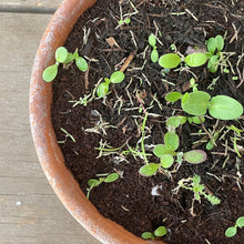 Load image into Gallery viewer, wildflower seedings growing in a plant pot from seed packet