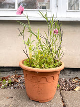 Load image into Gallery viewer, grow your own wildflowers seed packets