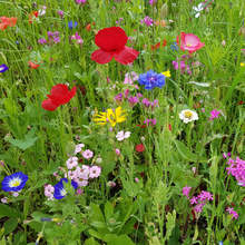 Load image into Gallery viewer, wildfllower seed paper