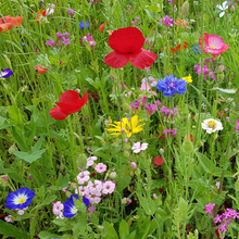 Load image into Gallery viewer, wildflower seed card plantable