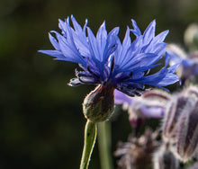 Load image into Gallery viewer, cornflower blue boy