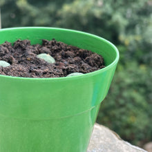 Load image into Gallery viewer, Grow Your Own Seed Bomb Sprouts
