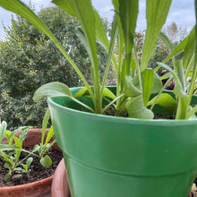 Load image into Gallery viewer, Grow Your Own Seed Bomb Sprouts