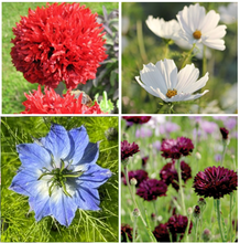 Load image into Gallery viewer, seed bomb gift