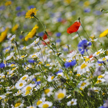 Load image into Gallery viewer, wildflower seed bomb favours