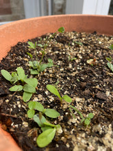 Load image into Gallery viewer, Christmas Seed Card - Personalised
