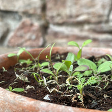 Load image into Gallery viewer, wildflower seedlings growing in pot
