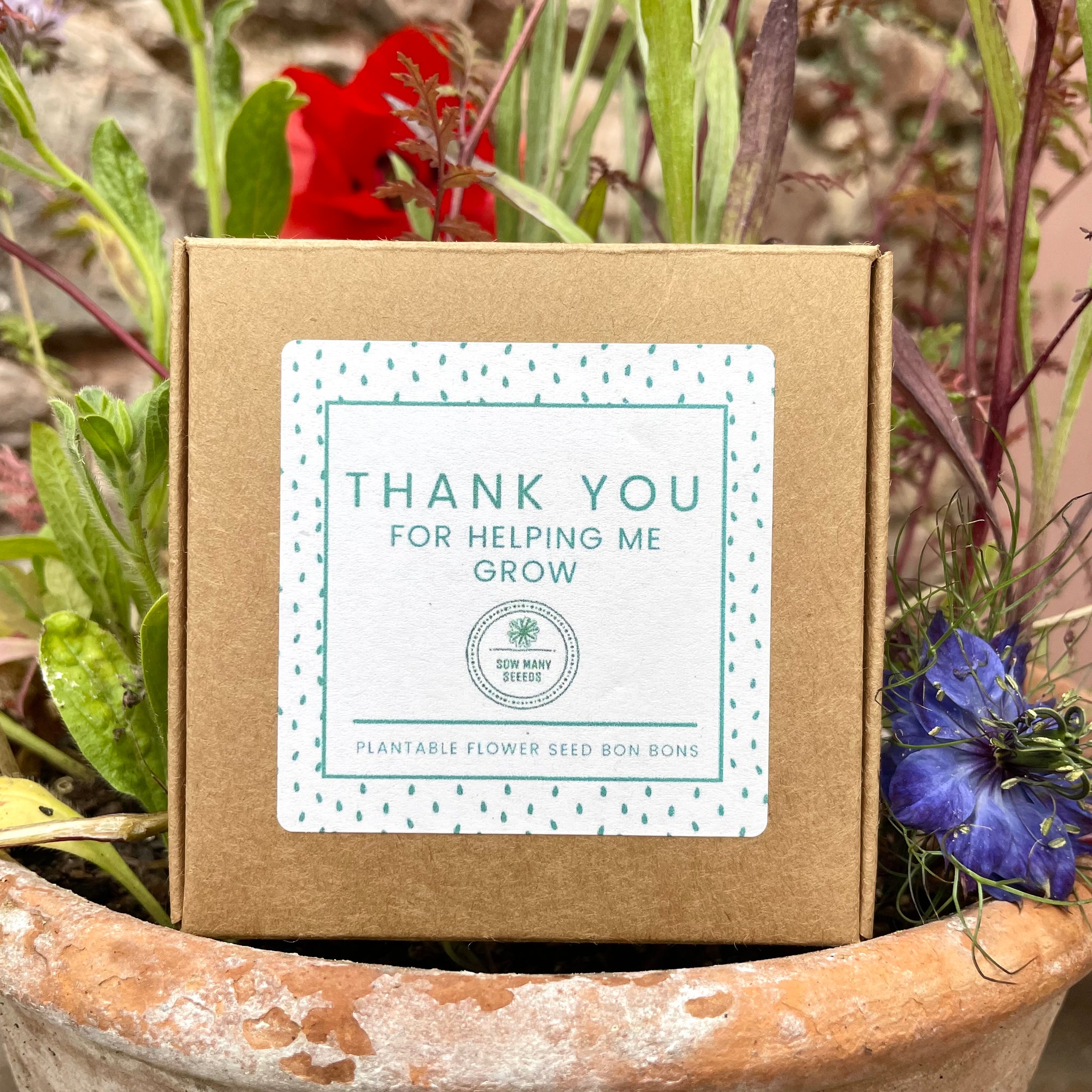 thank you flower seeds Thank You Teacher Seed Bomb Gift