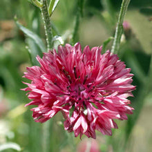 Load image into Gallery viewer, cornflower gift
